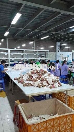 CTY May Tuyển Dụng, Lương Ổn Định, Việc Ngồi Làm