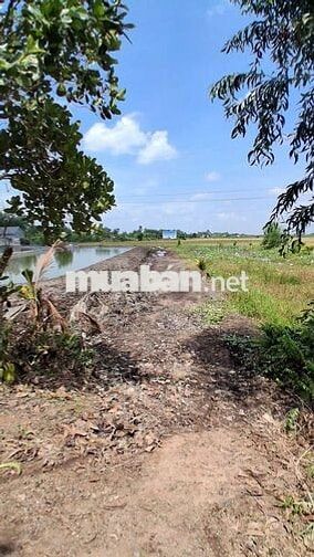 Bán Đất tân bình tân Thạnh long An Mặt Tiền 25m x70m dài giá rẻ