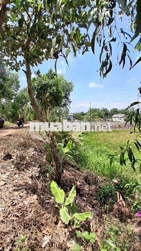 Bán Đất tân bình tân Thạnh long An Mặt Tiền 25m x70m dài giá rẻ
