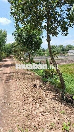 Bán Đất tân bình tân Thạnh long An Mặt Tiền 25m x70m dài giá rẻ