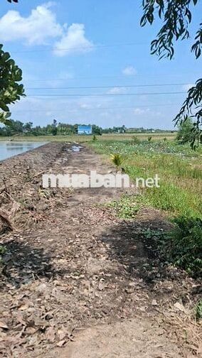Bán Đất tân bình tân Thạnh long An Mặt Tiền 25m x70m dài giá rẻ
