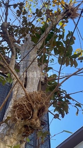 🏡 VŨNG TÀU LAVIDA – LK9-19 | NƠI ĐẤT LÀNH CHIM ĐẬU 🕊️