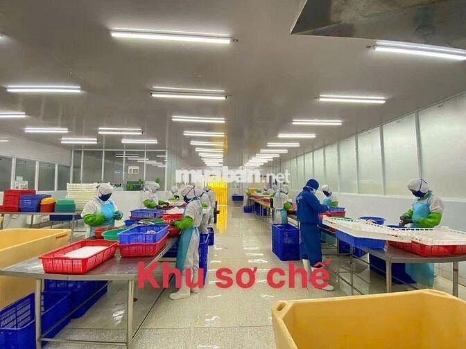  CÔNG NHÂN CHẾ BIẾN THỦY SẢN CHÂU THÀNH
