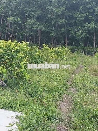 Cần bán miến đất ace có nhu cầu thì liên hệ mình nhe