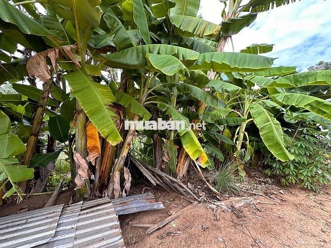 CẦN BÁN ĐẤT MẶT TIỀN GIÁ 1 tỷ 2 (CÒN THƯƠNG LƯỢNG)