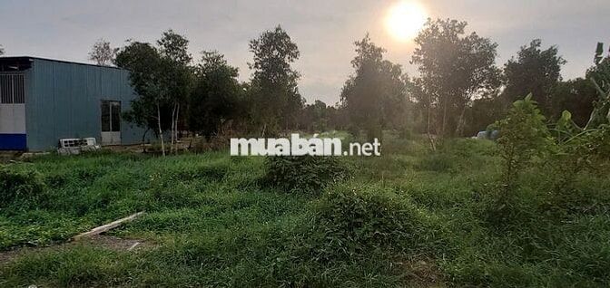 Cho Thuê Xưởng Khu Rau Muống - Thích Hợp Mọi Ngành Nghề