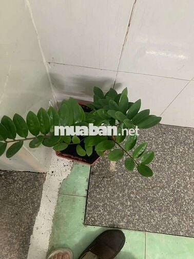 🏘️ Nhà 2 lầu 4phòng đường 6m,Trung Chánh Hóc Môn
