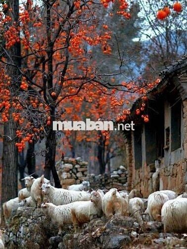 Cho THUÊ NHÀ HẺM XE TẢI ÂU CƠ - Sát Bên Ba Vân Tân Bình : 8,5 x 17  M 