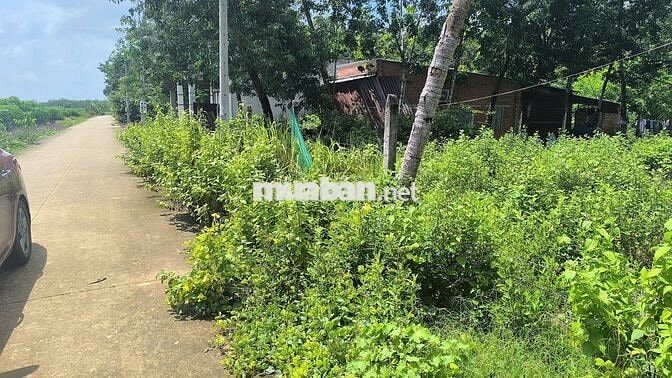 🔥 CHÍNH CHỦ CẦN BÁN ĐẤT VƯỜN TÂN CHÂU – TÂY NINH