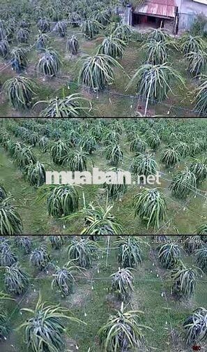 cần bán đất vườn có thổ cư có nhà cấp 4