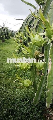 cần bán đất vườn có thổ cư có nhà cấp 4