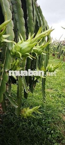 cần bán đất vườn có thổ cư có nhà cấp 4