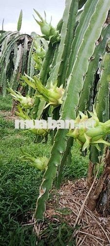 cần bán đất vườn có thổ cư có nhà cấp 4
