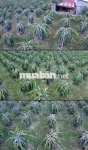 cần bán đất vườn có thổ cư có nhà cấp 4