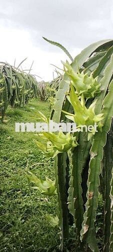 cần bán đất vườn có thổ cư có nhà cấp 4