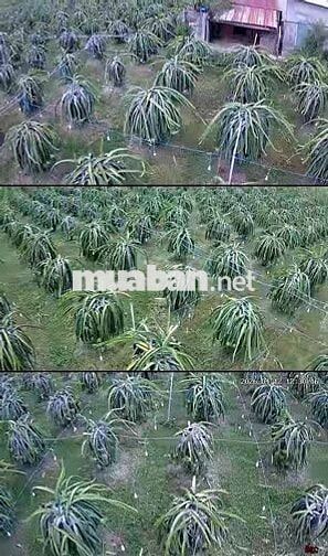 cần bán đất vườn có thổ cư có nhà cấp 4