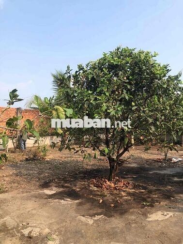 Bán nhà Vườn Rạch Bình Thuận gấp!!!!