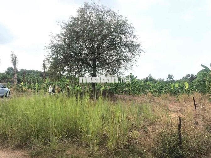 Hơn 4200m2 đất Hồng Phường Trảng Bom