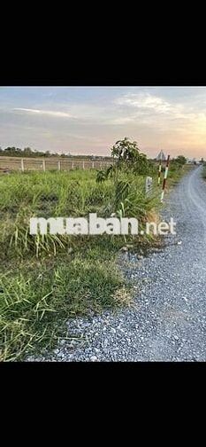 Mảnh đất 1090m2 mặt tiền đường nhựa như hình trên.