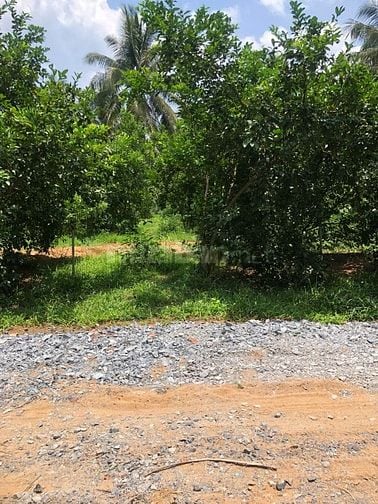 Bán Đất Long Hưng, Châu Thành, Tiền Giang. 4,55mx27,10m= 124m, Đ 2,7m 