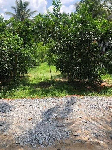 Bán Đất Long Hưng, Châu Thành, Tiền Giang. 4,55mx27,10m= 124m, Đ 2,7m 