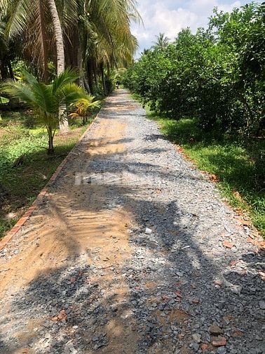 Bán Đất Long Hưng, Châu Thành, Tiền Giang. 4,55mx27,10m= 124m, Đ 2,7m 