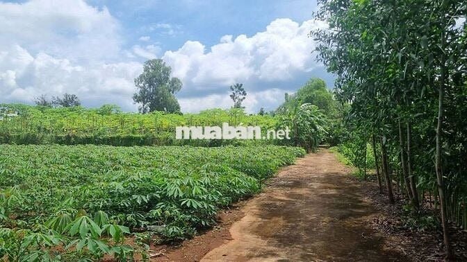 Bình Giã, TPHCM 2100m² mặt tiền 48m thênh thang, giá rẻ khu vực