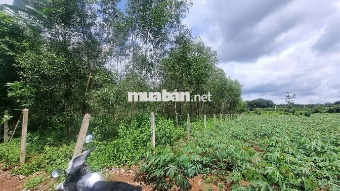 Bình Giã, TPHCM 2100m² mặt tiền 48m thênh thang, giá rẻ khu vực