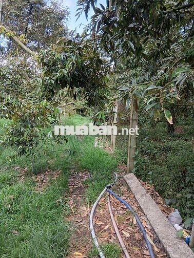 Cần bán 5000m² đất trồng sầu riêng trên 5 năm tuổi
