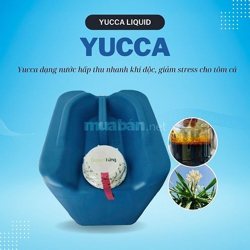 DK Yucca Liquid – Yucca Nước Hấp Thụ Khí Độc NH3, H2S Cho Ao Nuôi Tôm 