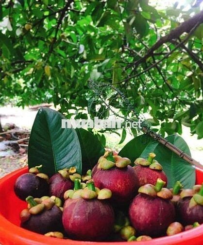 Bán Nhà Vườn Long Khánh - TP.Đồng Nai