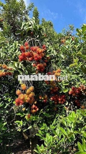 Bán Nhà Vườn Long Khánh - TP.Đồng Nai