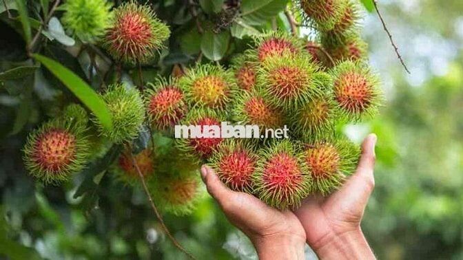 Bán Nhà Vườn Long Khánh - TP.Đồng Nai