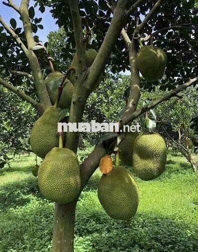 Đất phường có thổ cư trong TP #Giá599triệu