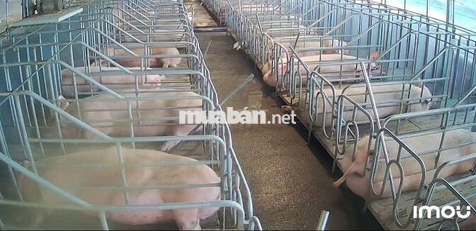 CẦN BÁN VƯỜN CÀ PHÊ + TRẠI HEO + TRẠI GÀ 9HA- LÂM HÀ LÂM ĐỒNG