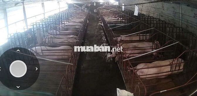CẦN BÁN VƯỜN CÀ PHÊ + TRẠI HEO + TRẠI GÀ 9HA- LÂM HÀ LÂM ĐỒNG