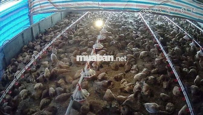CẦN BÁN VƯỜN CÀ PHÊ + TRẠI HEO + TRẠI GÀ 9HA- LÂM HÀ LÂM ĐỒNG