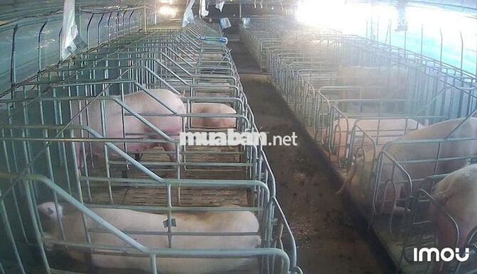 CẦN BÁN VƯỜN CÀ PHÊ + TRẠI HEO + TRẠI GÀ 9HA- LÂM HÀ LÂM ĐỒNG
