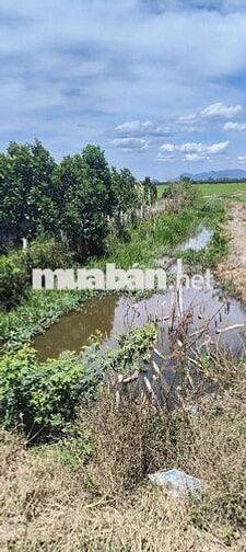 đất vườn mít kinh 3 cần thảo  1 công 6
