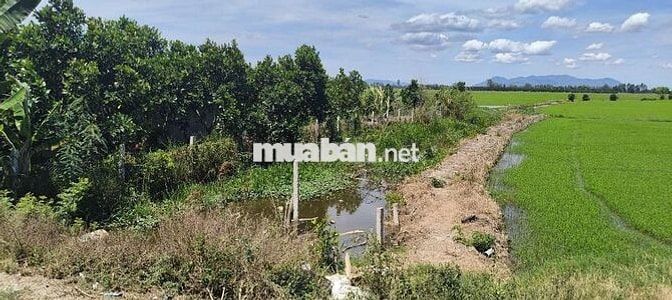 đất vườn mít kinh 3 cần thảo  1 công 6