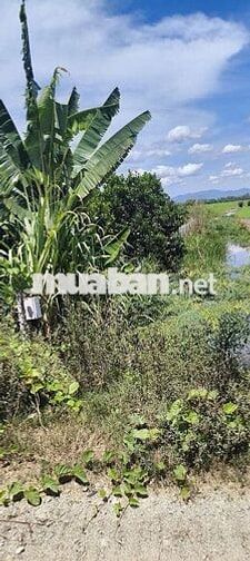 đất vườn mít kinh 3 cần thảo  1 công 6