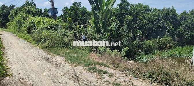 đất vườn mít kinh 3 cần thảo  1 công 6