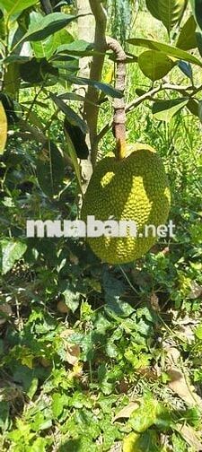 đất vườn mít kinh 3 cần thảo  1 công 6