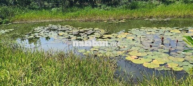 đất vườn mít kinh 3 cần thảo  1 công 6