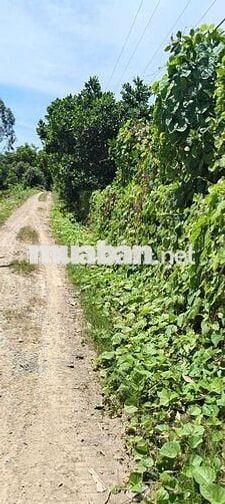 đất vườn mít kinh 3 cần thảo  1 công 6