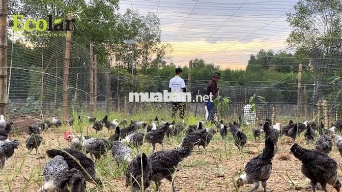[ĐỒNG NAI] Kỹ Thuật Chăn Nuôi Gà Đẻ Trứng
