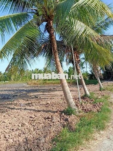 ĐẤT NỀN THỔ CƯ TÂN PHÚ ĐÔNG CHỈ 155TR
