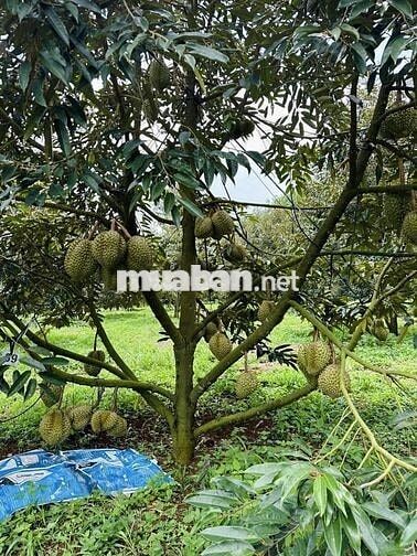 Cần tiền để chữa bệnh, bán gấp vườn sầu thái 5000m2 giá 690tr.