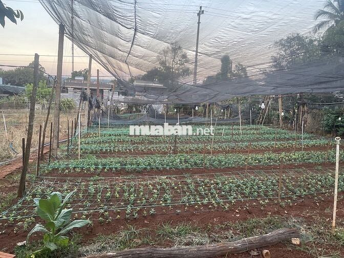 Bán Đất Thổ cư đẹp, giá hạt dẻ