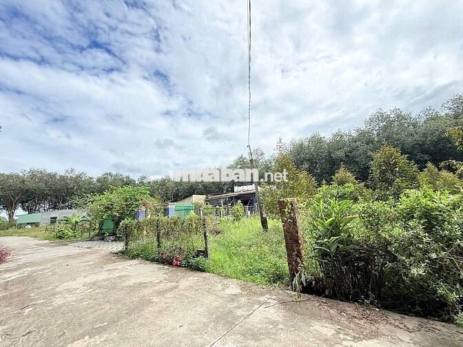 Cần tiền để chữa bệnh, bán gấp vườn sầu thái 5000m2 giá 690tr.